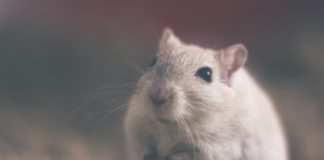 Ezeken a településeken a legtöbb a patkány és az egér!