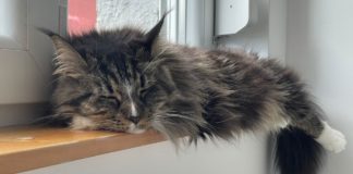 Hogy lehet így aludni, mint ahogy Dominik macskája?