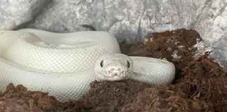 Mit eszik egy kígyó? Dominik elárulja!