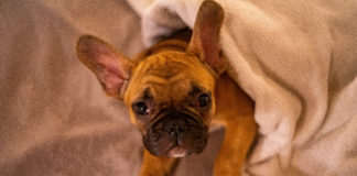 Rascal egy igazi angyal Oszi barátnője ölében, kulissza pillanatok csak nektek