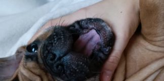 Oszi kiskutyája a csempét is megrágja, ez hihetetlen!