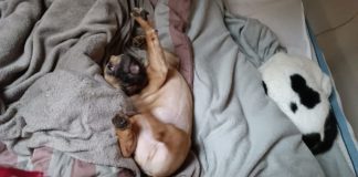 Oszi betegeskedik, nézd meg, ki ápolja