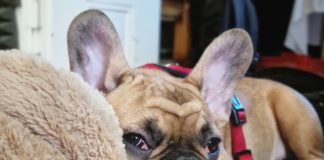 Rascal is stábtag lett a Középsulinál