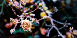 A KS sportladyje fotósnak készül, lessétek meg kedvenc képeit