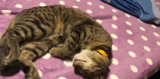 Erik cicája a legédesebb a világon