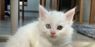 Dominik új cicája édesebb, mint a méz