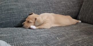 Osziékhoz új családtag érkezett