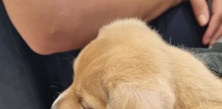 Oszi új kiskutyája alig látszik ki a táskából, annyira pici