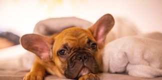 Oszi és Rascal párosánál ma sincs cukibb