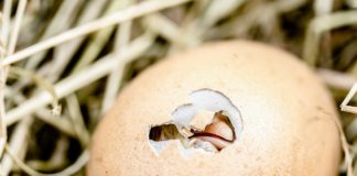 Oszi macskatojást talált Kispesten