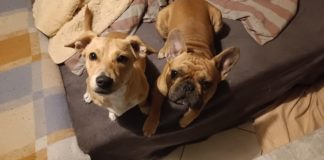 A szomszéd azt hitte, felborult a kuka odakint, de nem ez történt…