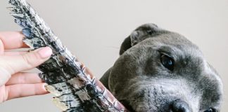 Hihetetlen mit eszik ez a kutya! Az egész tiktok ezen pörög!