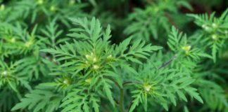 Parlagfű allergiások óvatosan! Nagyon magas a pollen koncentráció!