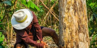 Elképesztően mókás a rönk görgetés!