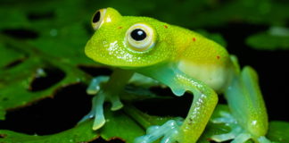 Hédinke békát evett?