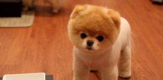 Ezek a legaranyosabb kisállatok a világon