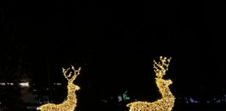 Ismét elkápráztat a Lumina