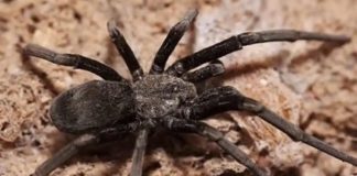 Rekordméretű pókot találtak Ausztráliában