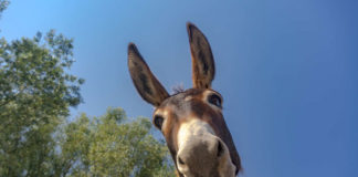 Ettől a cuki videótól garantáltan jókedved lesz