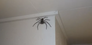 SOKKOLÓ! Hatalmas vadászpókot videóztak le Ausztráliában