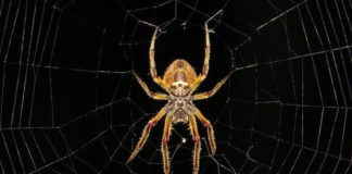 Van már applikáció arra, hogy legyőzzük a pókiszonyt