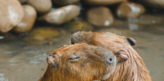 Családi fürdőzés a vizidisznóknál