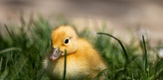 Új értelmet nyer a kacsaláb!