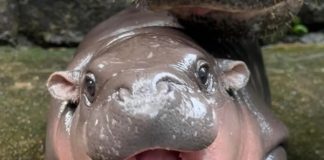 Elképesztő! Ellepte az internetet a sztár víziló!