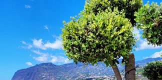 Madeira: Bor és tobogán az örök tavasz szigetén