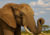 Mitől olyan különlegesek az elefántok? – Augusztus 12. az Elefántok Világnapja