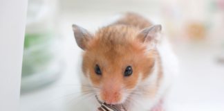 Melyik háziállat illik leginkább hozzád?