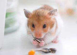 Melyik háziállat illik leginkább hozzád?